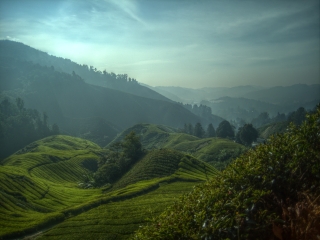 HDR-Aufnahme der Tee-Plantagen bei Tanah Rata