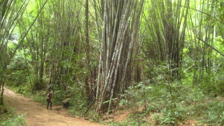 Bambus im Khao Sok Nationalpark