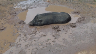Dickes Schwein in einem Lanten-Dorf