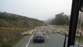 Endlich sahen wir mal die ganzen Schafe