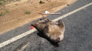 Ein toter Wombat