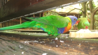 Rainbow Parakeet im Blackbutt Reserve