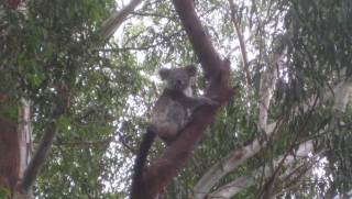 Koala im Koala-Krankenhaus