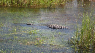 Grosses Krokodil in den Everglades