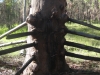 Zaunbaum im Blackdown Tableland Nationalpark