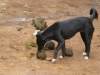 Hund isst Scheisse der Elefanten