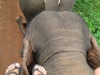 Foto vom Elefantenruecken aus fotografiert