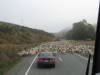 Endlich sahen wir mal die ganzen Schafe