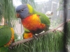 Rainbow Parakeet