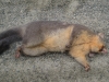 Frisch angefahrenes, totes Opossum (@Corinna: Es ist tot.)