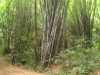 Bambus im Khao Sok Nationalpark