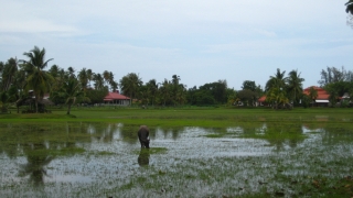 Reisfeld mit Wasserbueffel