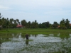 Reisfeld mit Wasserbueffel