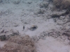 Unterwasserwelt von Mana Island