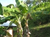 Bananenbaum im Garten