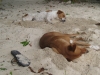Liebe Hunde am Strand