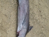 Kleiner Marlin