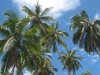 Palmen im Mango Bay Beach Resort