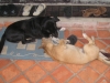 Die Hunde unseres Hostels in Luang Prabang