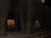 Elefanten und Christin im Natural History Museum