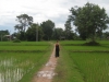 Reisfelder auf Don Det