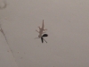 Maechtiger Gecko hat Fliegetier gefangen