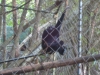 Gibbon-Affe im Gibbon Rehabilitation Center im Khao Phra Thaeo Nationalpark, Phuket