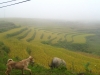 Reisterrassen beim Dorf Ta Phin