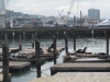 Die Seeloewen von Fisherman\'s Wharf