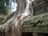 Baum auf Ta Phrom