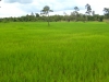 Reisfelder bei Banteay Srei