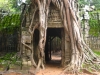 Cooler Baum auf dem oestlichen Gopuram von Ta Som