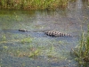 Grosses Krokodil in den Everglades