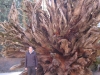 Umgestuerzte Giant Sequoia