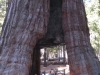 Giant Sequoia mit Tunnel drin
