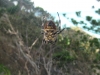 Orb weaver spider (riesig!)
