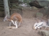 Ein Red Kangaroo und ein Eastern Grey Kangaroo
