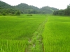 Wunderschoene, gruen leuchtende Reisfelder