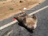 Ein toter Wombat