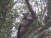 Koala im Koala-Krankenhaus
