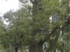Anzac Square in Brisbane mit komischem Baum