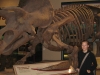 Dino-Skelett im Natural History Museum
